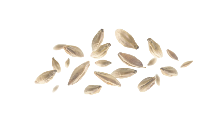 Seeds