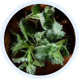 Nettle